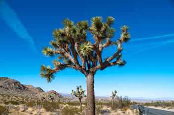 Joshua Tree