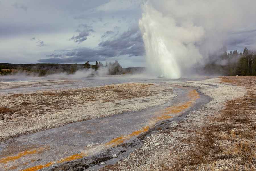 Daisy Geyser