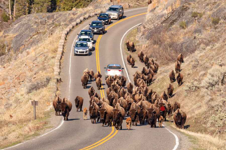 Lamar Valley bisons sur la route