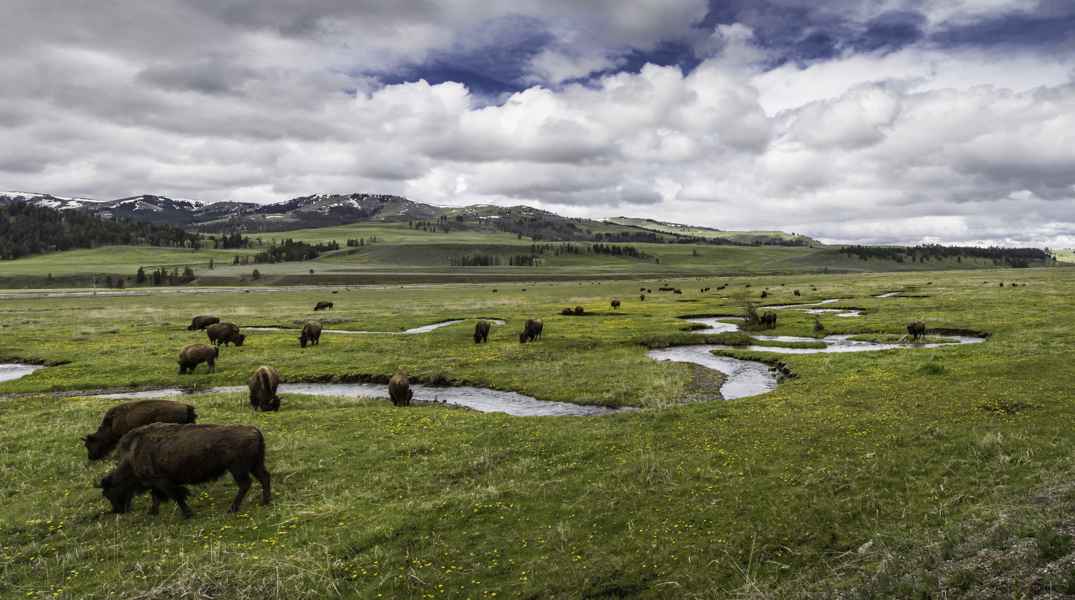 Lamar Valley bisons