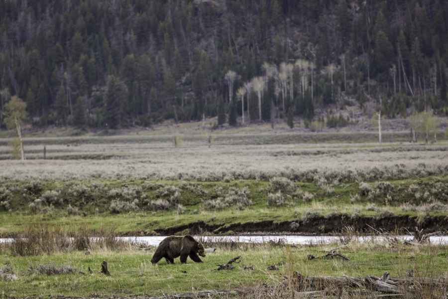 Lamar Valley grizzly