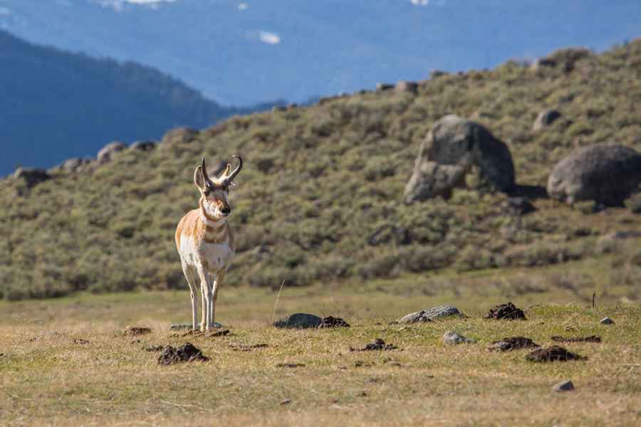 Lamar Valley pronghorn