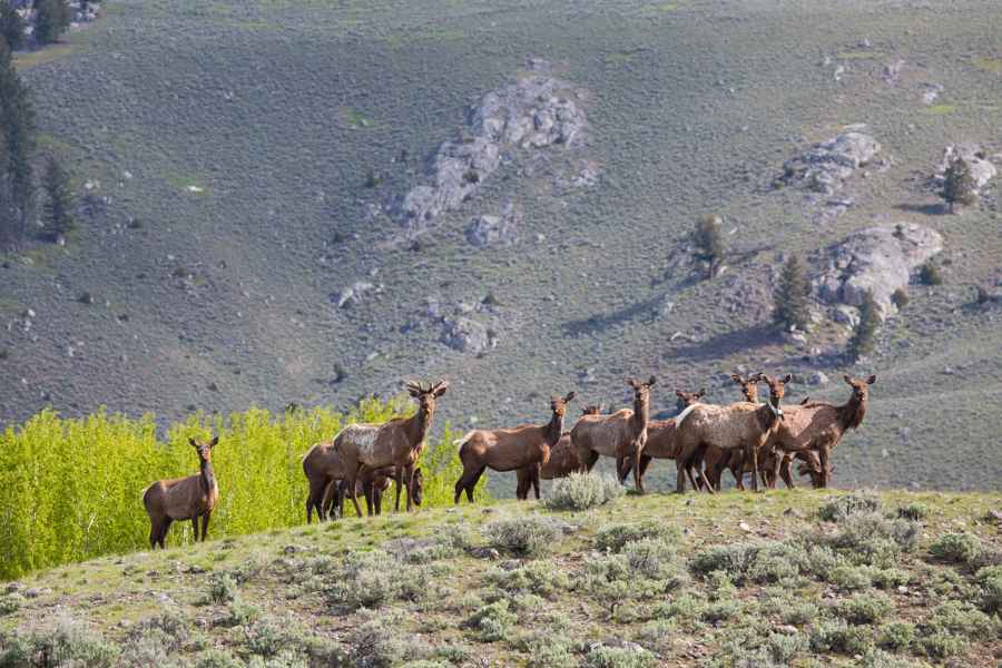 Lamar Valley wapitis