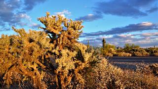 Tonto National Forest