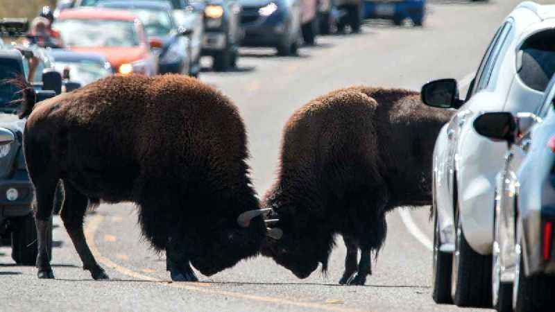 Animaux sauvages au Yellowstone