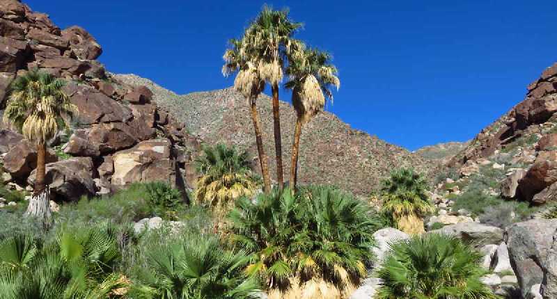 Anza-Borrego Desert State Park