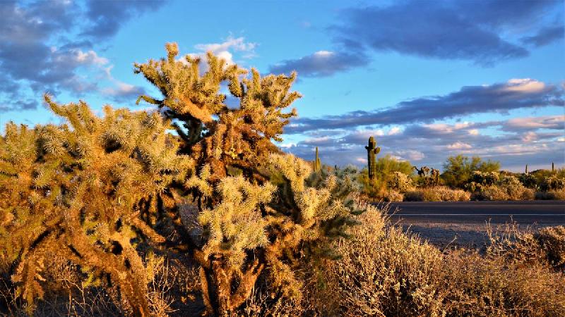 Tonto National Forest