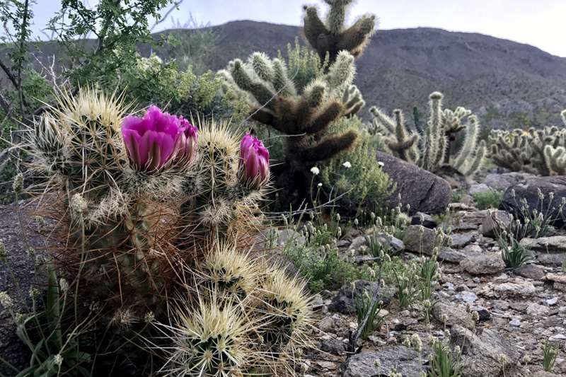 Fleurs Desert Gardens