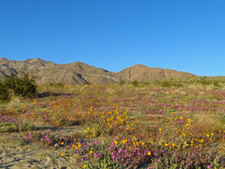 Anza-Borrego Desert State Park