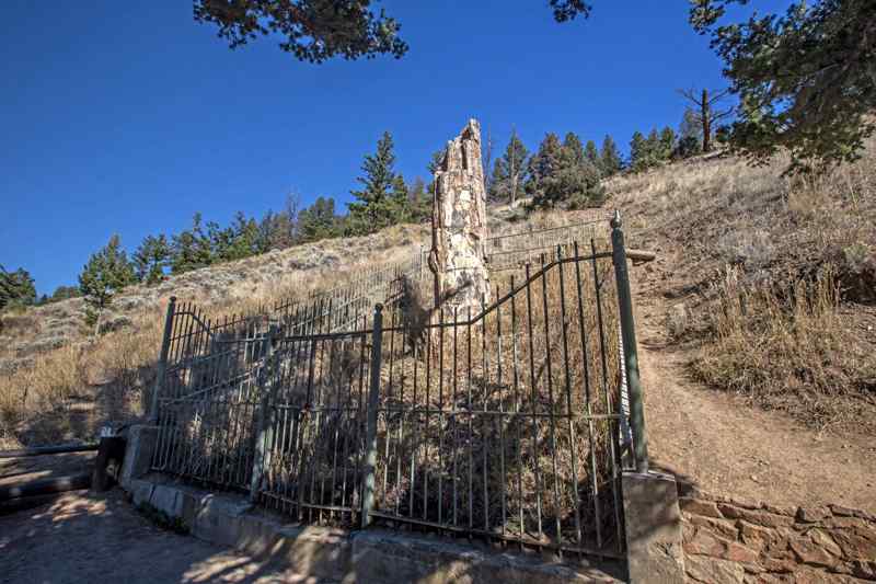 Petrified Tree