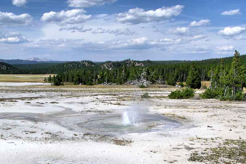 Twig Geyser