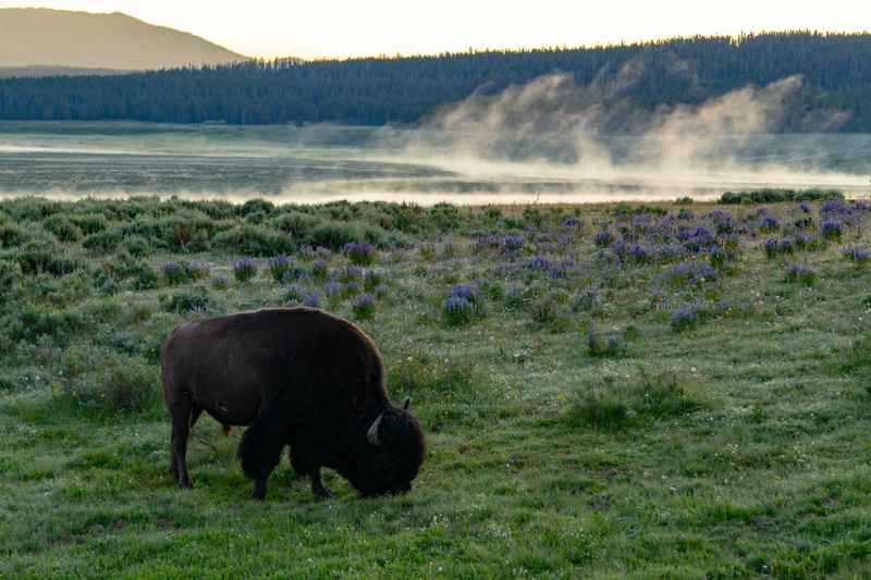 Madison river bison