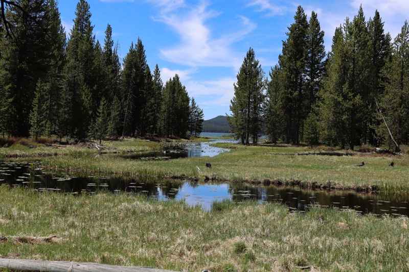 DeLacy Creek trail