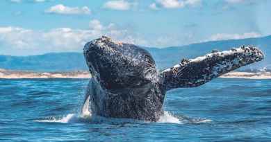 Excursion d'observation des baleines