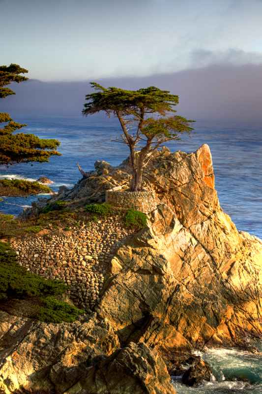 Lone Cypress